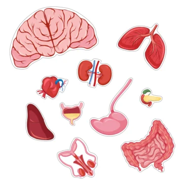 Puslespill Kroppen - Gutt - Image 3