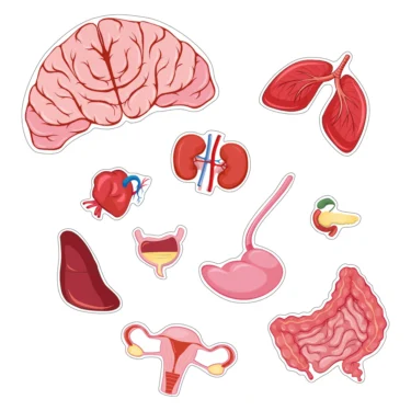 Puslespill Kroppen - Jente - Image 3